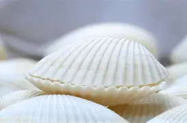 贝林厄姆的CBA吗悬念揭晓(cba会不会要布朗尼这种外援)