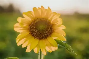 Karsa马德里竞技引热议的简单介绍
